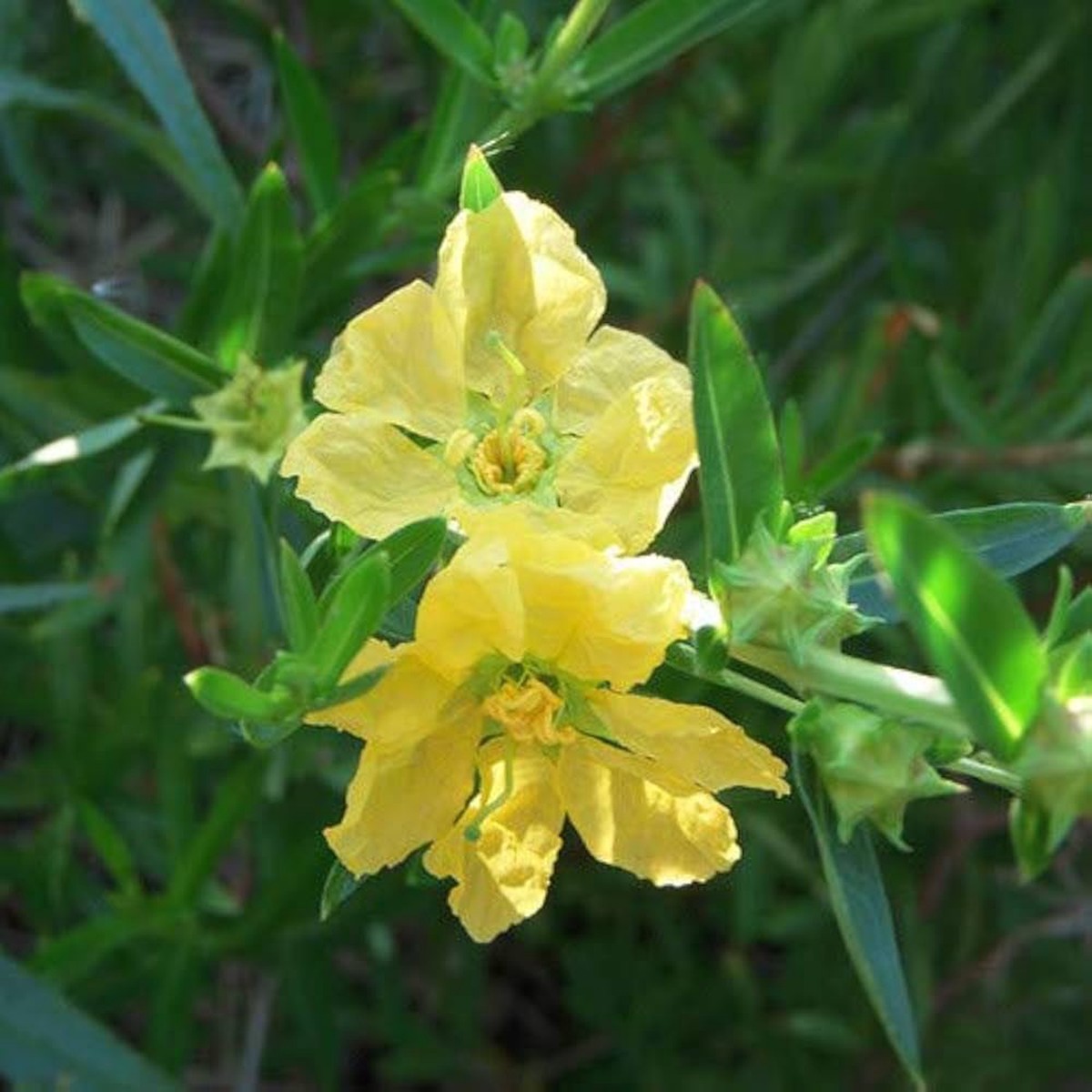 Heirloom Non-GMO Yellow Heimia Flower Seeds for Bright Garden Edges and Seasonal Planting