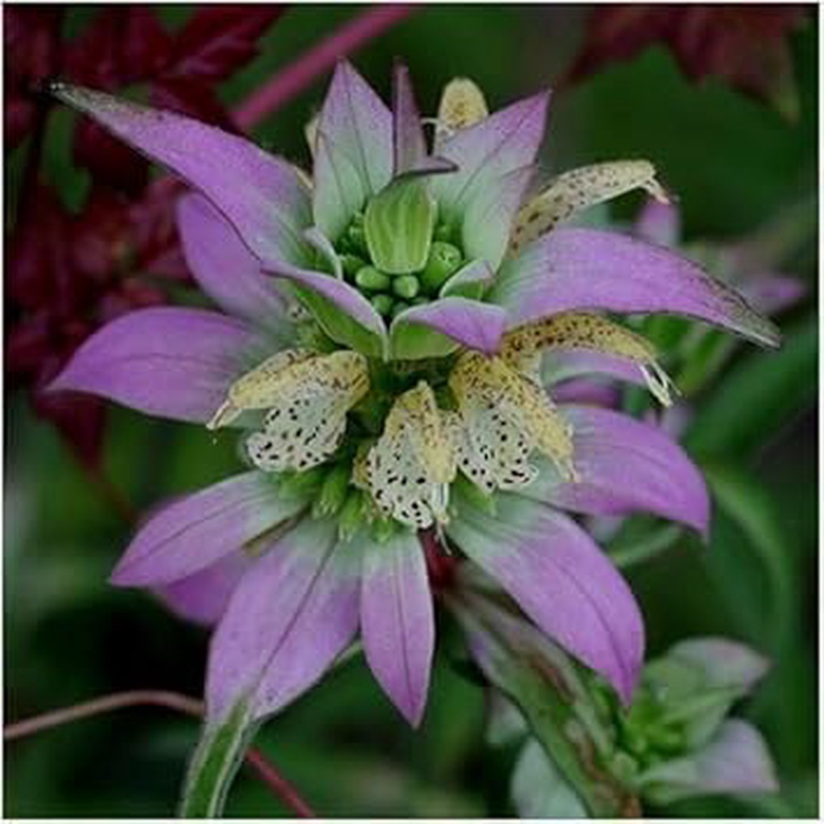 Monarda Punctata Purple Seeds Organic, Heirloom, Non-GMO Flower Seeds for Planting