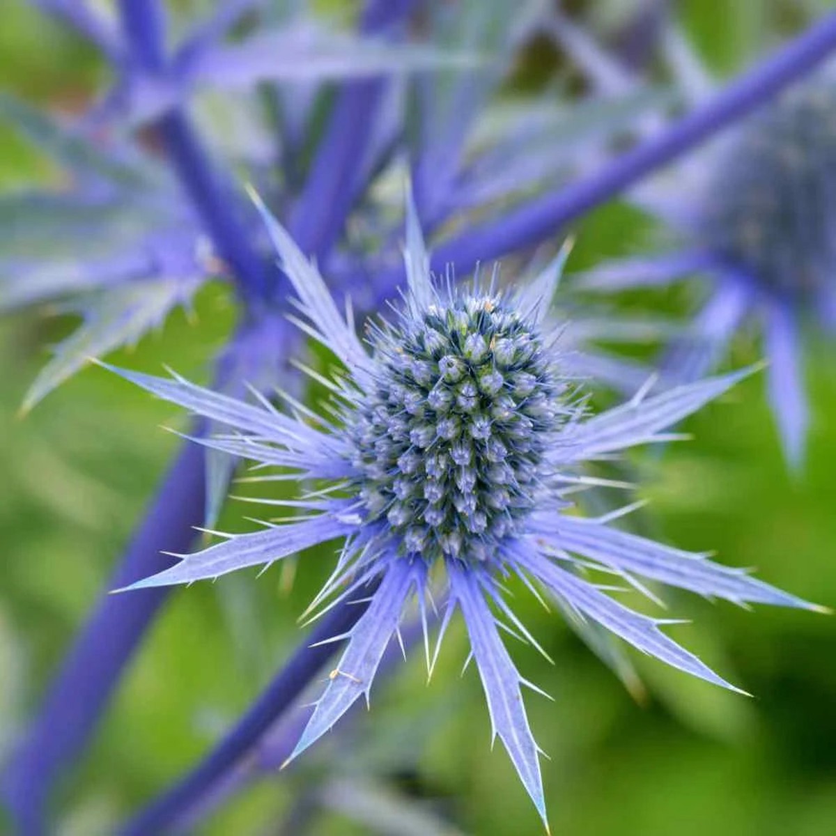 Organic Blue Eryngium Plant Seeds for Planting Heirloom, Non-GMO