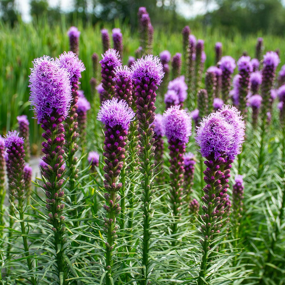 Purple Liatris Flower Seeds for Planting, Tall Spikes