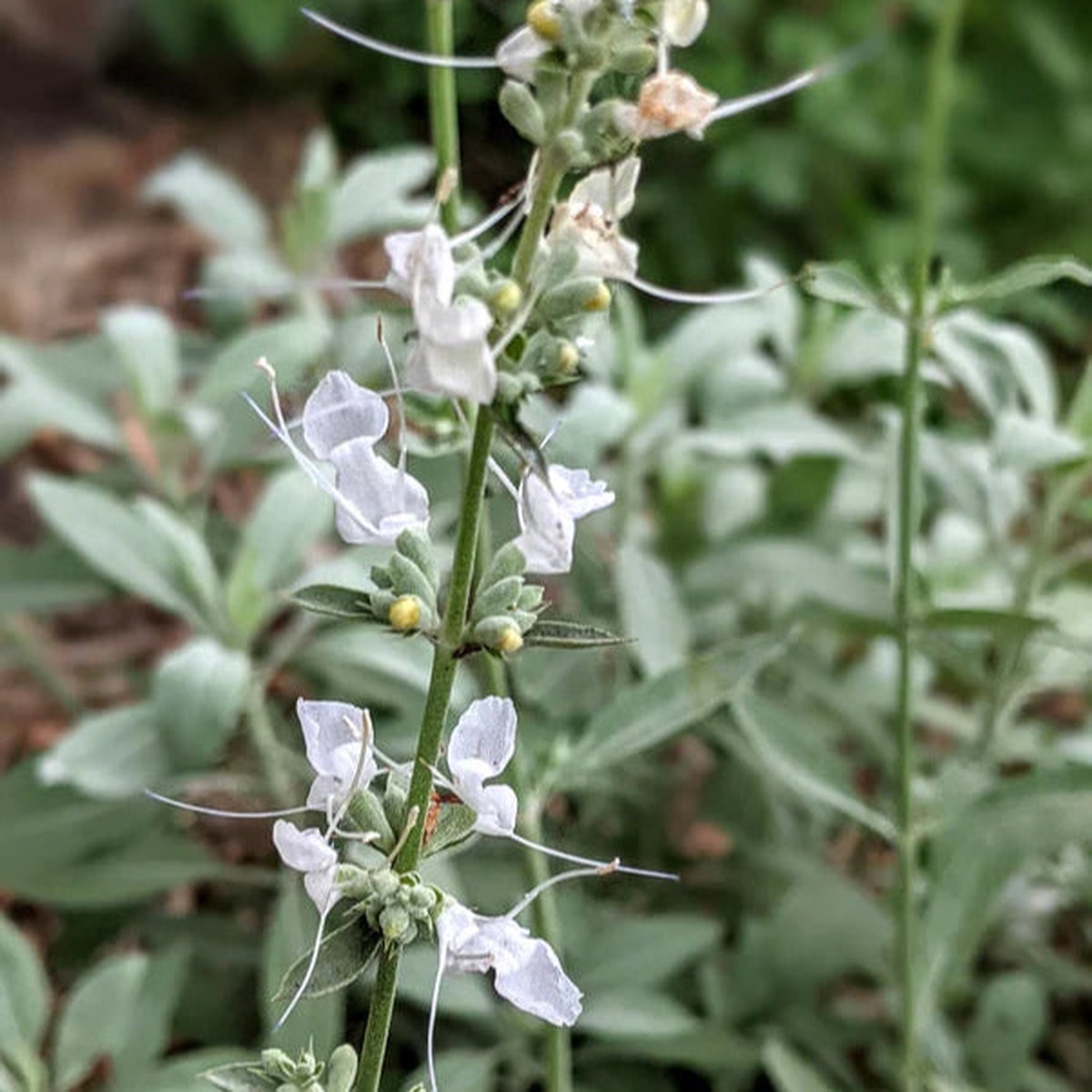 White Sage Seeds for Planting Organic, Heirloom, Non-GMO Flower & Herb Seeds