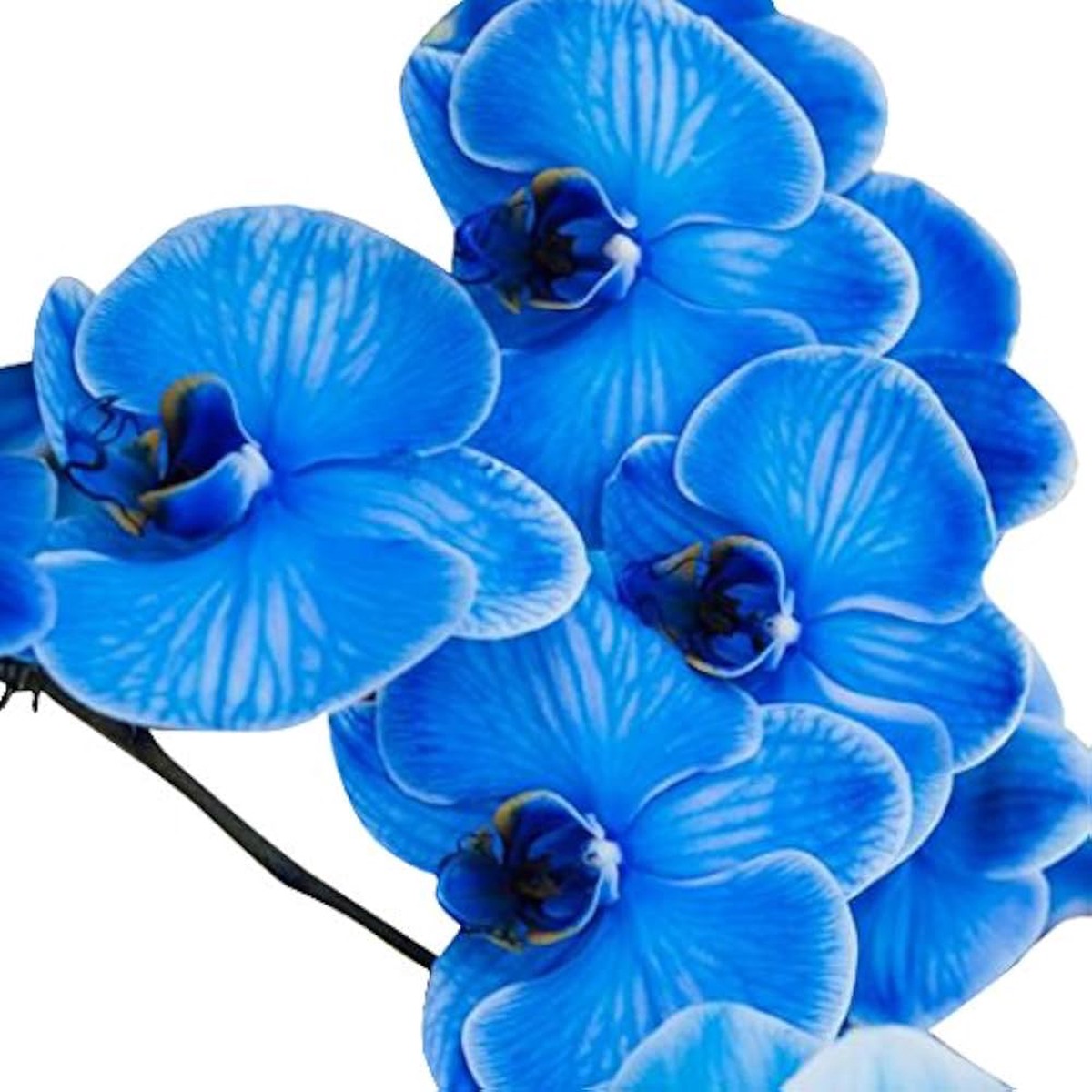 Blue Butterfly Orchid Flower Seeds Heirloom, Non-GMO Seeds for Planting | High Germination Organic Garden Seeds
