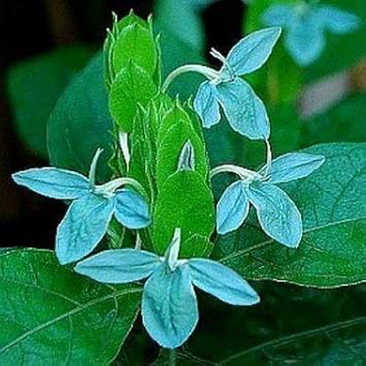 Heirloom Non-GMO Blue Ecbolium Viride Flower Seeds for Garden Landscaping and Home Gardening