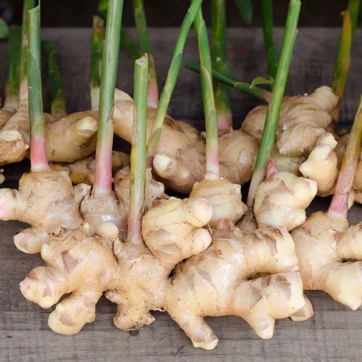 Heirloom Non-GMO Brown Ginger Flower Seeds Rare Exotic Blooms for Garden Planting | High Germination Organic Seeds