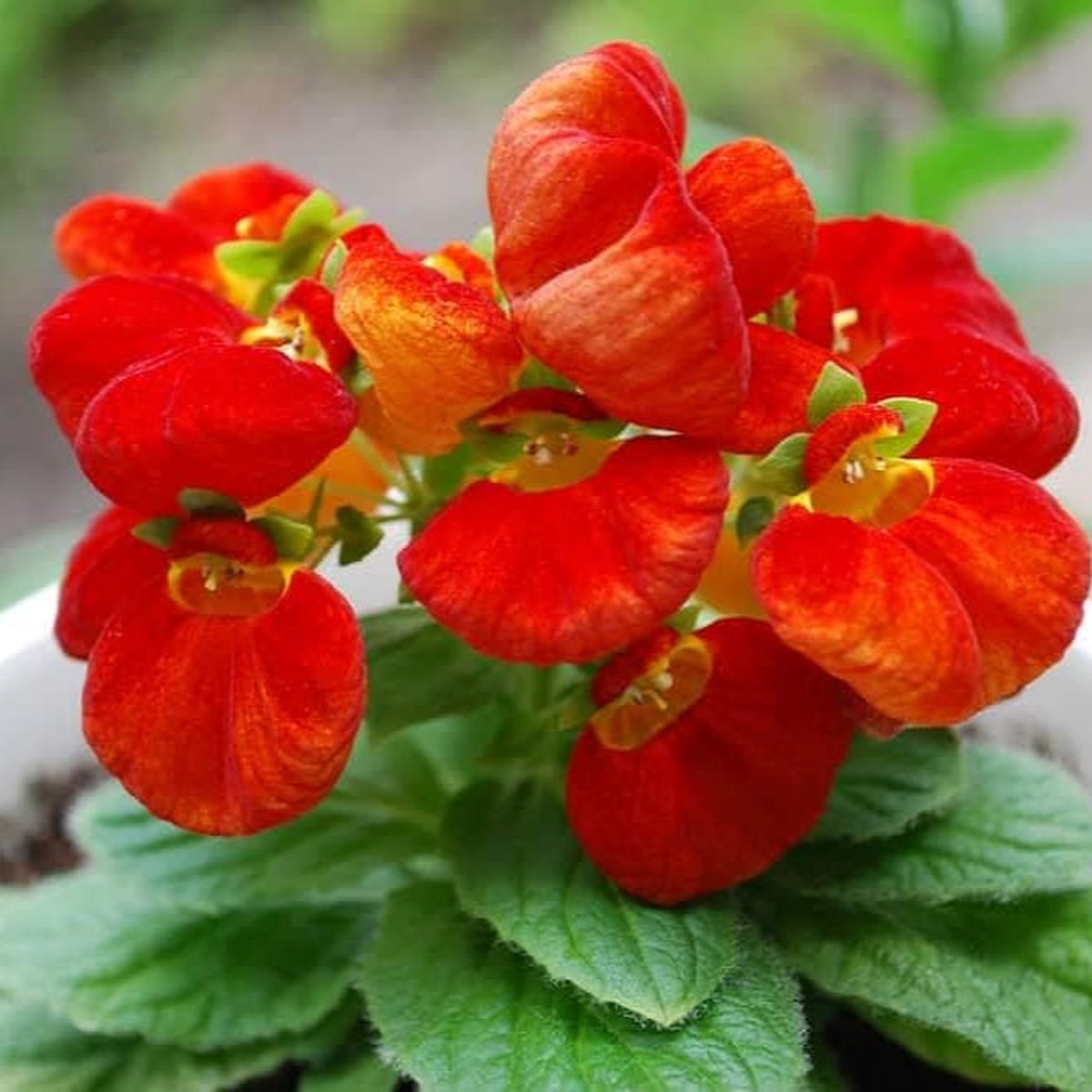 Heirloom Non-GMO Calceolarias Flower Seeds Uniquely Shaped Blooms & Garden Planting