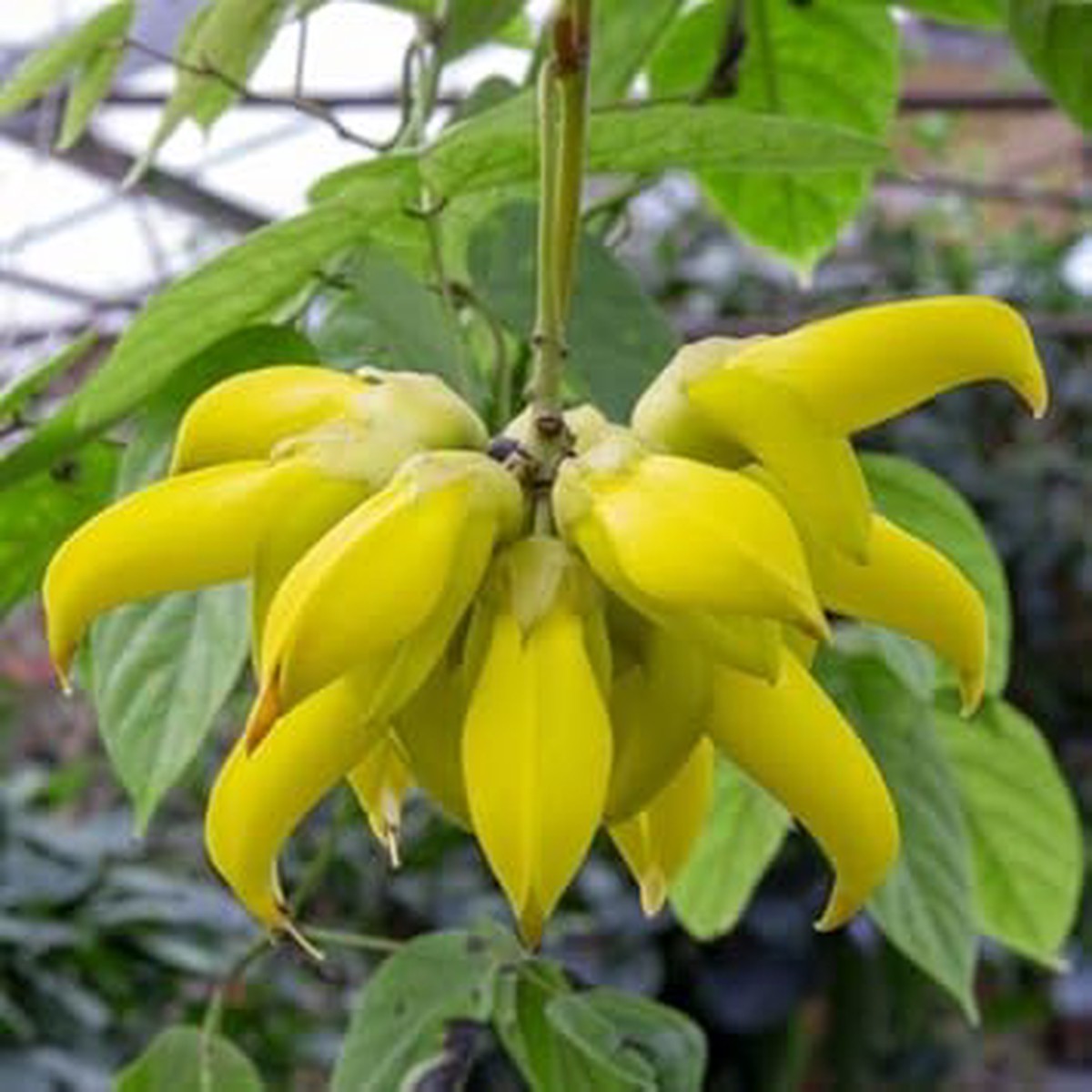 Heirloom Non-GMO Endangered Jade Flower Seeds for Rare Exotic Garden Planting