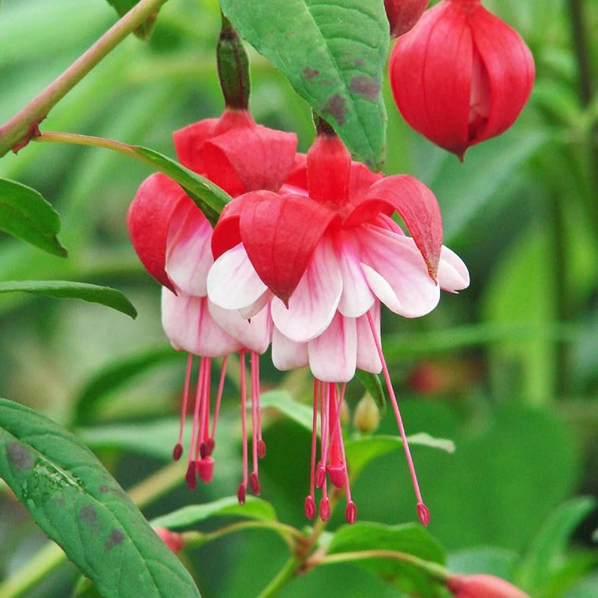 Heirloom Non-GMO Fuchsia Flower Seeds Vibrant Hanging Baskets & Garden Planting