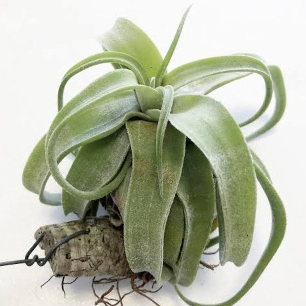 Heirloom Non-GMO Green Tillandsia Streptophylla Seeds High Germination Organic Garden Seeds for Planting Air Plant Variety