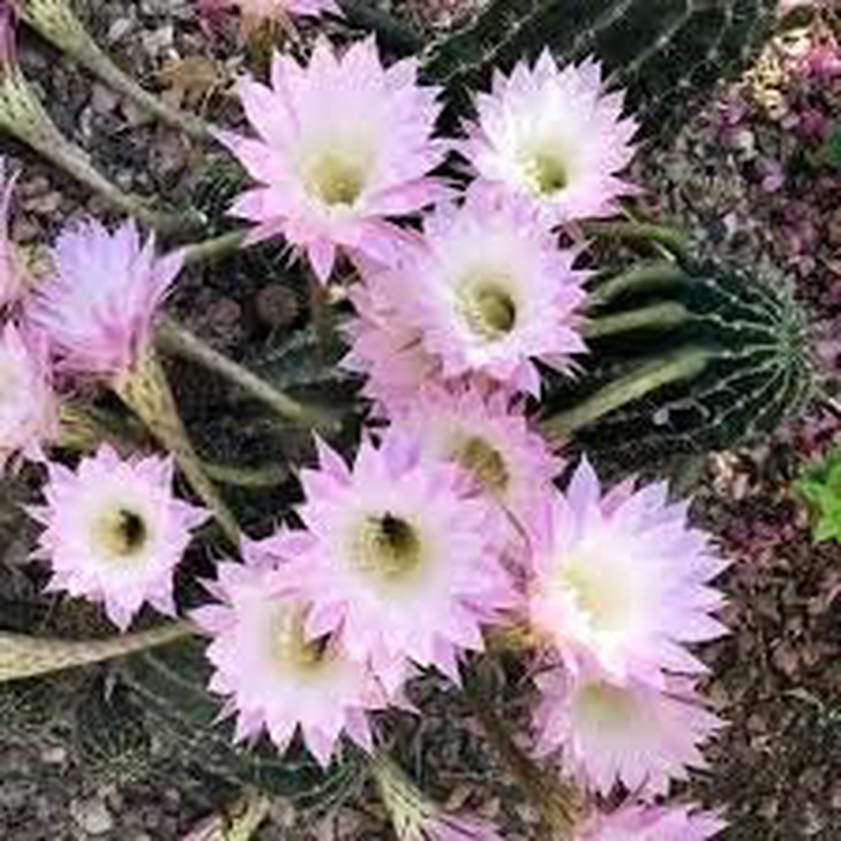 Heirloom Non-GMO Kakteen Flower Seeds Colorful Cactus Blooms for Garden Planting
