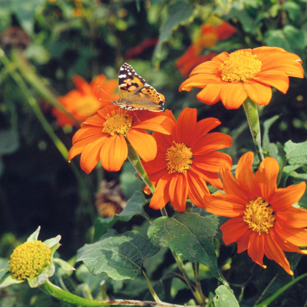Heirloom Non-GMO Mexican Sunflower Seeds Orange Blooms for Planting