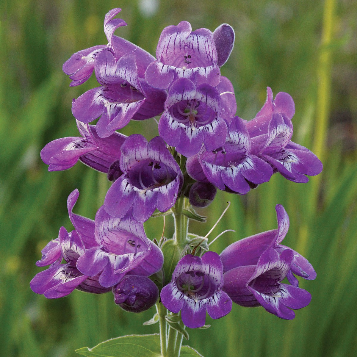 Heirloom Non-GMO Purple Beardtongue Flower Seeds Unique Garden Accents for Outdoor Planting