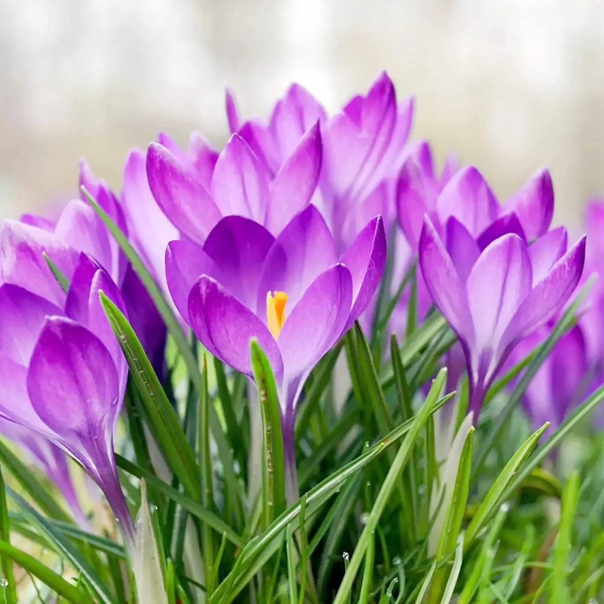 Heirloom Non-GMO Purple Colchicum Flower Seeds for Autumn Garden Planting