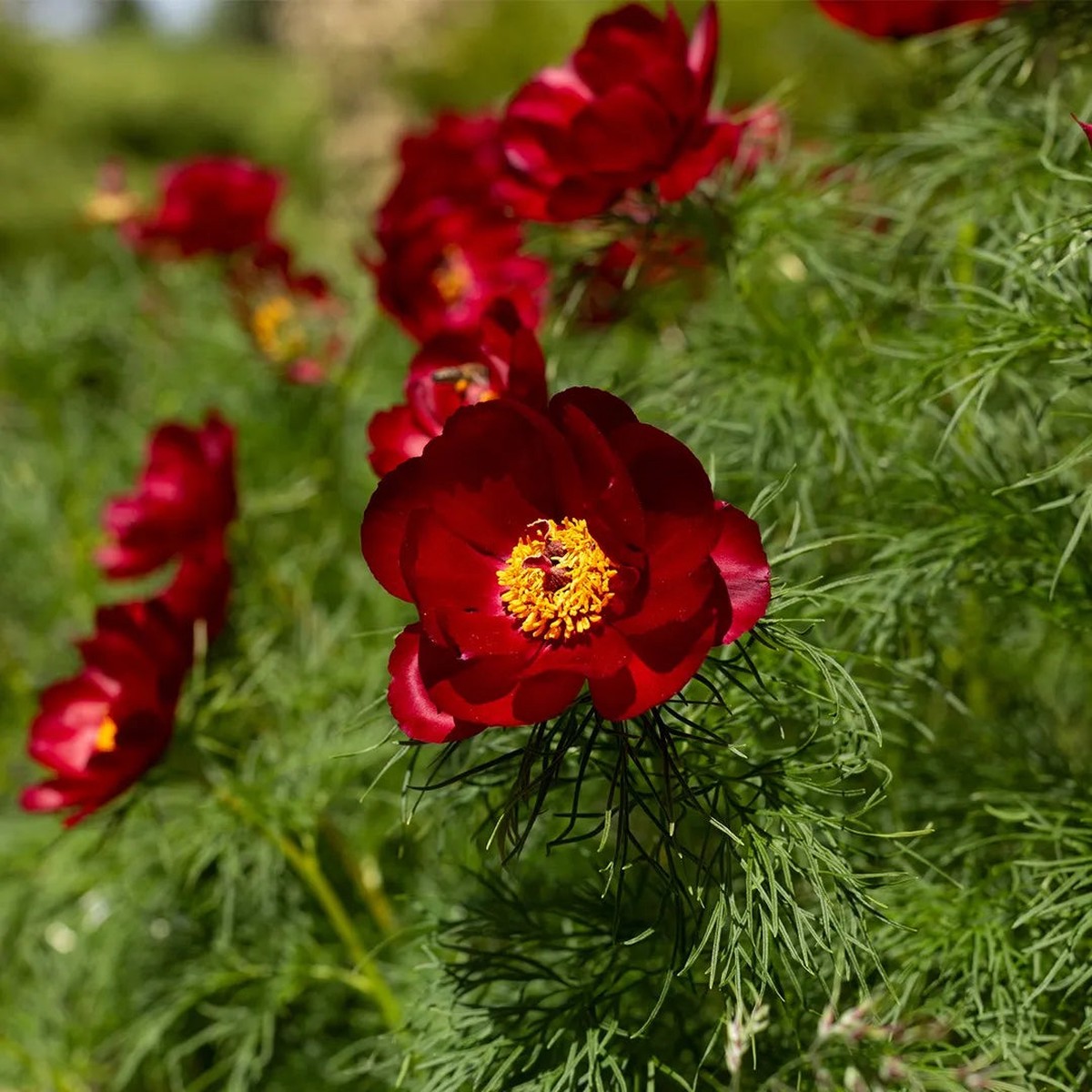 Heirloom Non-GMO Tenuifolia Flower Seeds Unique Delicate Blooms for Garden Planting