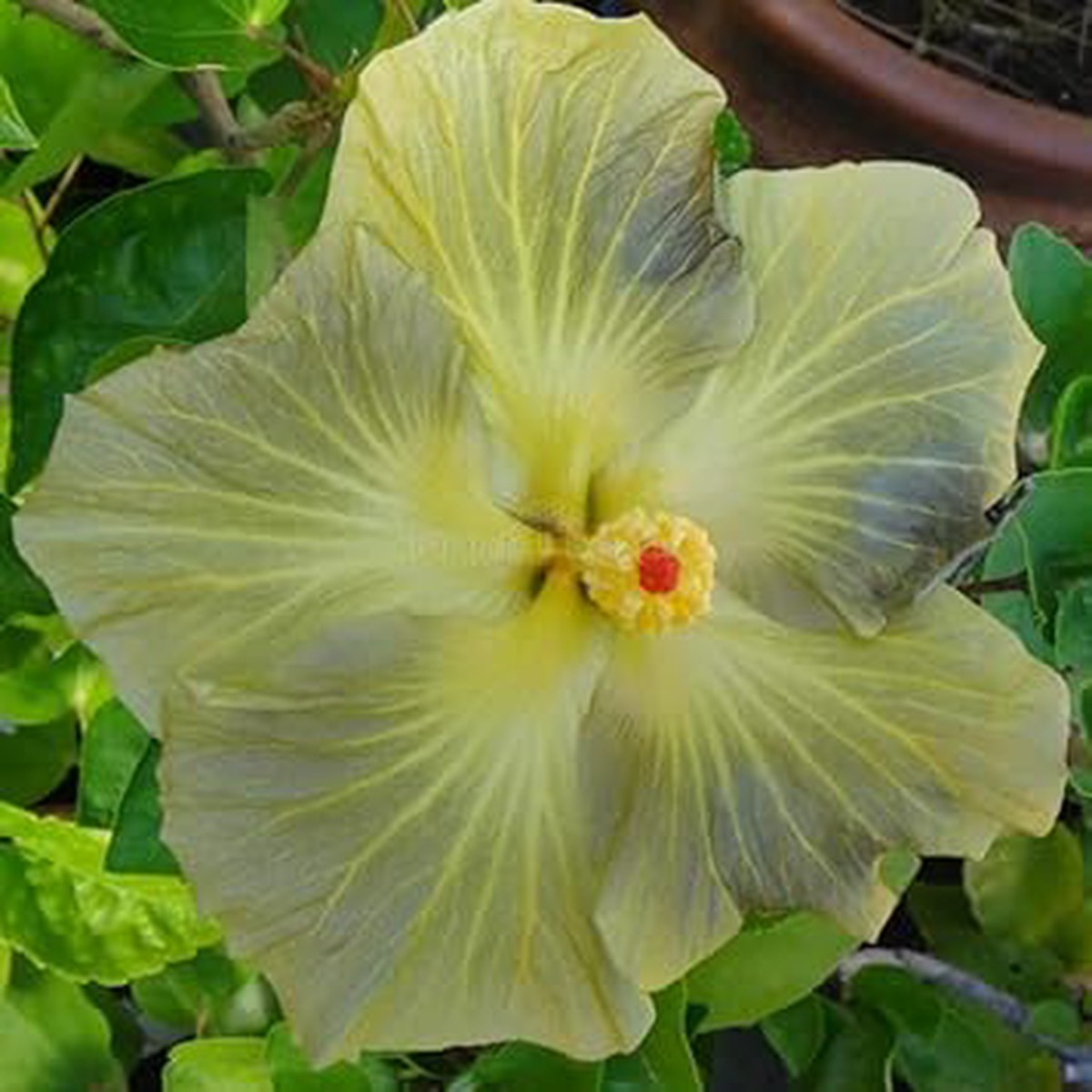 Light Grey Hibiscus Flower Seeds Heirloom, Non-GMO Flower Seeds for Planting