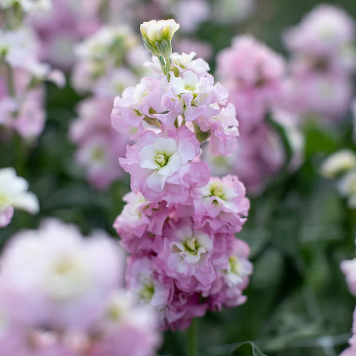Light Pink Matthiola Flower Seeds Heirloom Non-GMO Seeds for Planting | Fragrant High Germination Garden Seeds