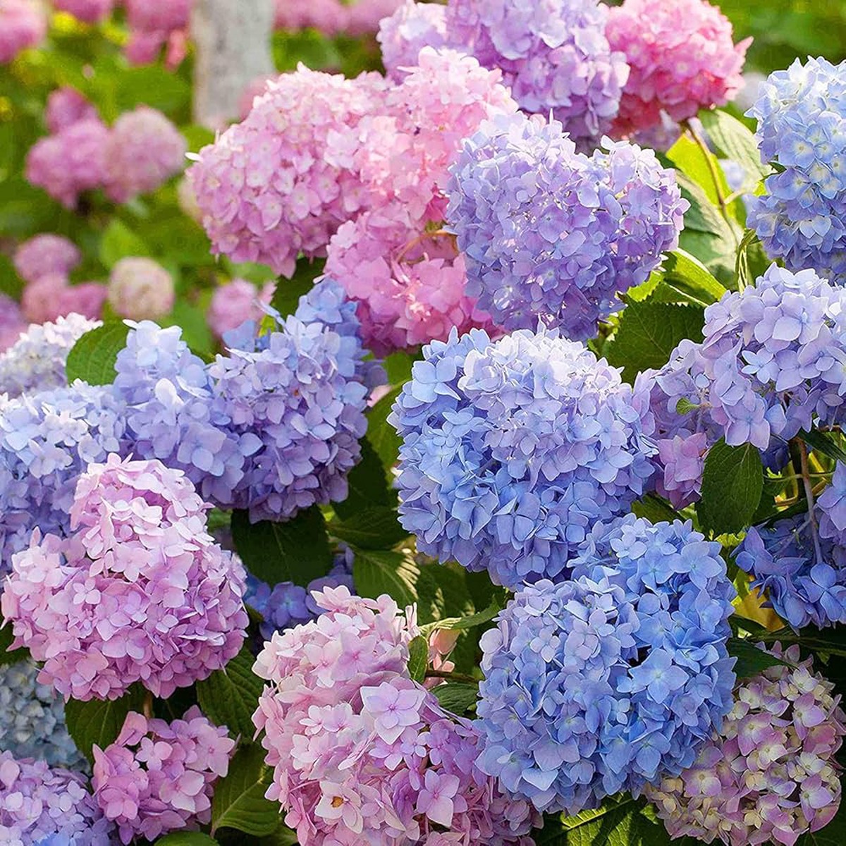 Mixed Hydrangea Flower Seeds for Planting Vibrant Multi-Color Blooms Heirloom, Non-GMO, High Germination