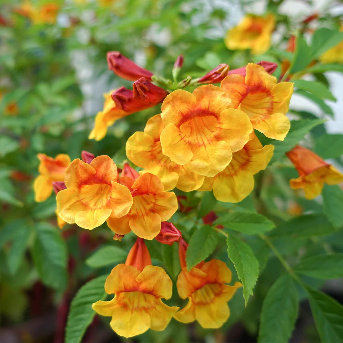 Orange Tecoma Jubilee Flower Seeds Heirloom Non-GMO seeds for Bright Garden