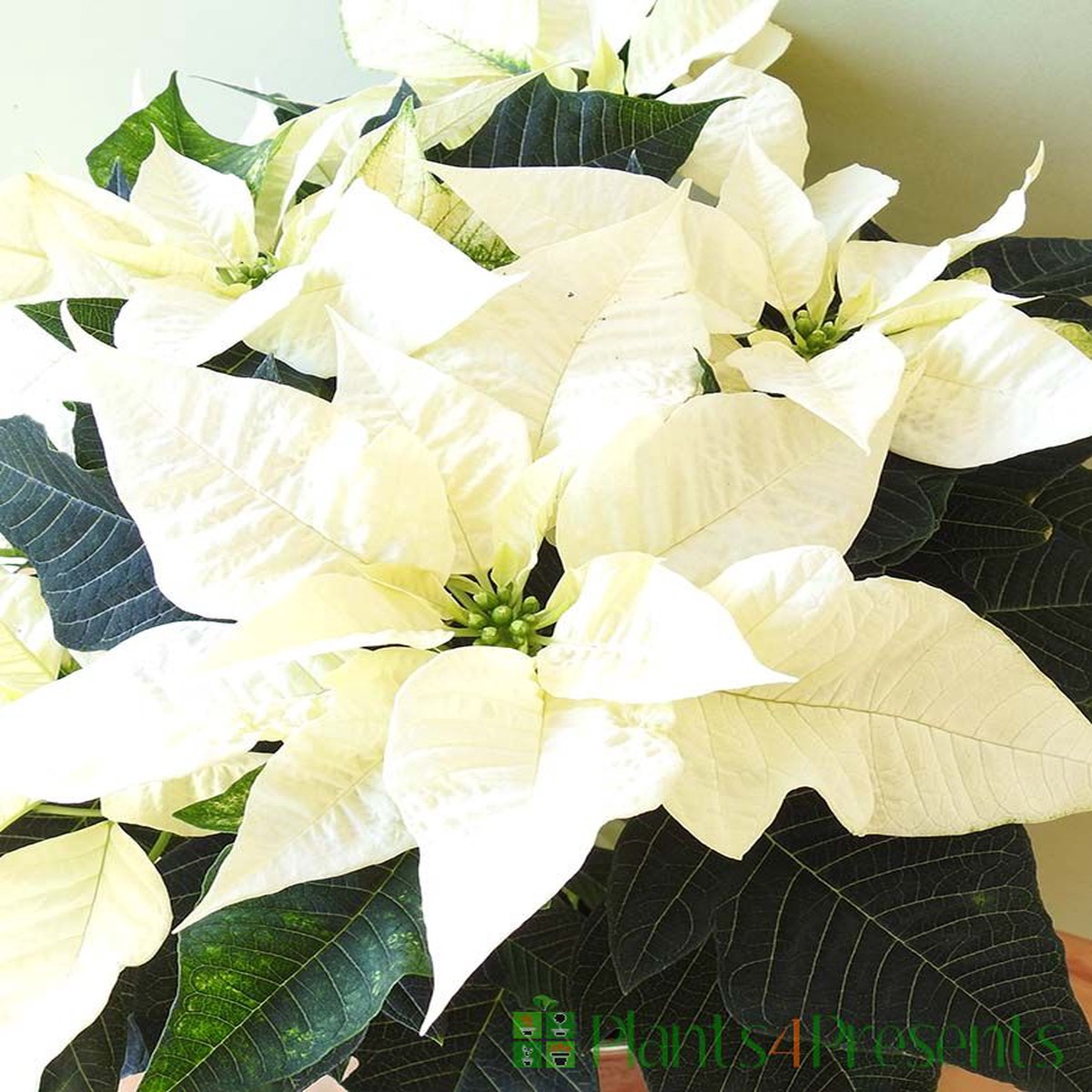 White Green Poinsettia Flower Seeds Heirloom Non-GMO Seeds for Planting | Organic Garden Seeds | High Germination Blooms