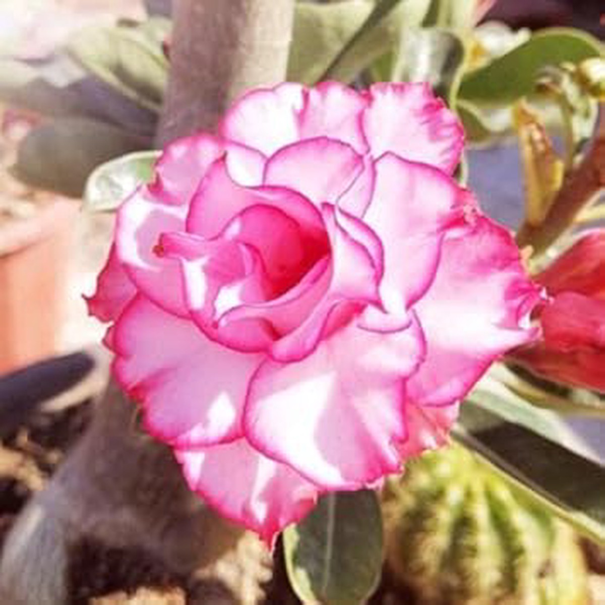 Adenium obesum Rose Heirloom Non-GMO Seeds for Planting
