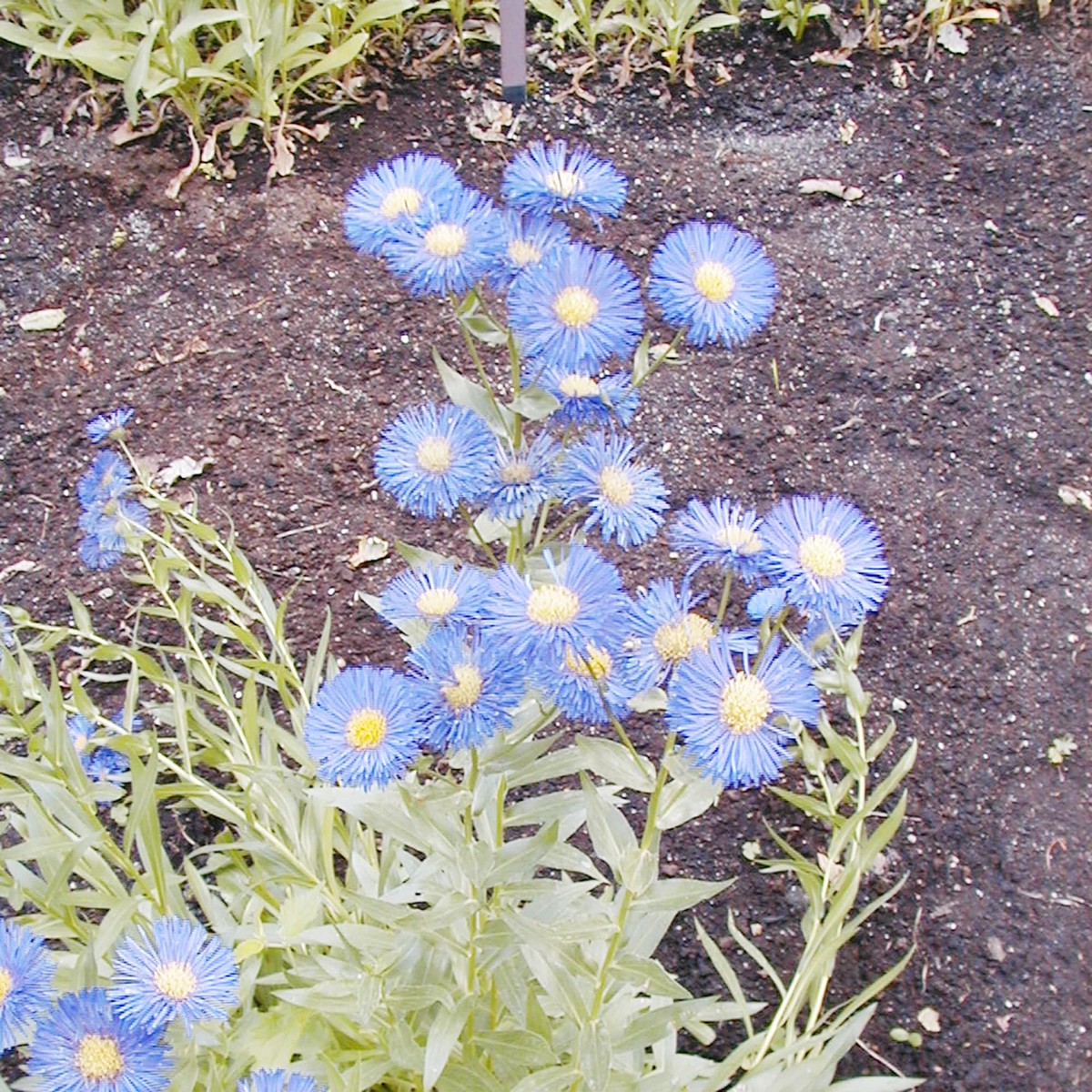 Blue Erigeron Perennial Flower Seeds Heirloom Non-GMO Seeds for Planting