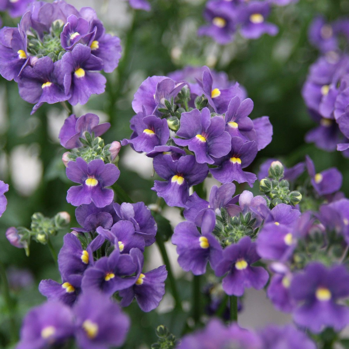 Dark Blue Nemesia Flower Seeds Heirloom Non-GMO Annual Blooms for Colorful Garden Borders