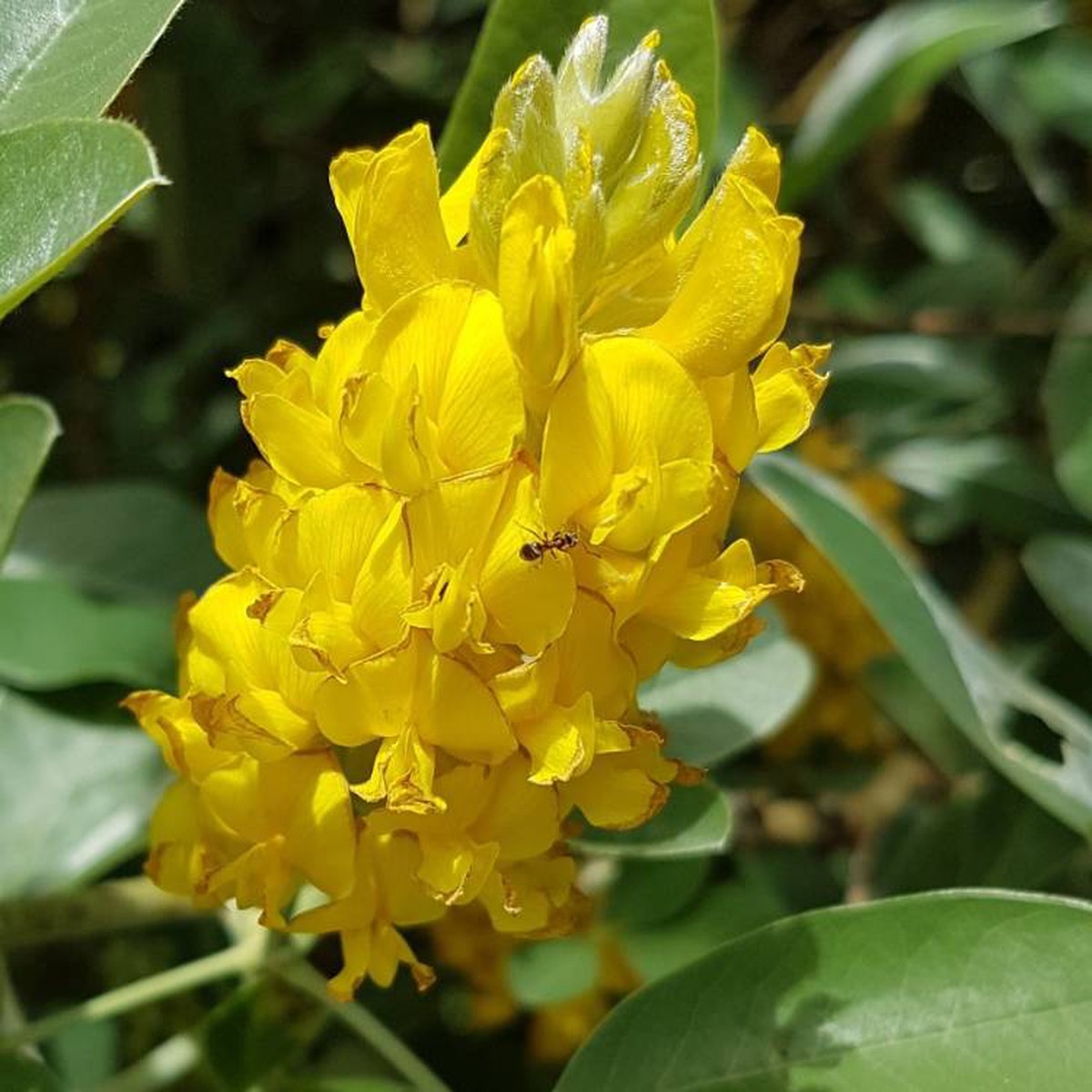 Heirloom Argyrocytisus Flower Seeds, Non-GMO Ornamental Shrub Blooms for Colorful Garden Planting