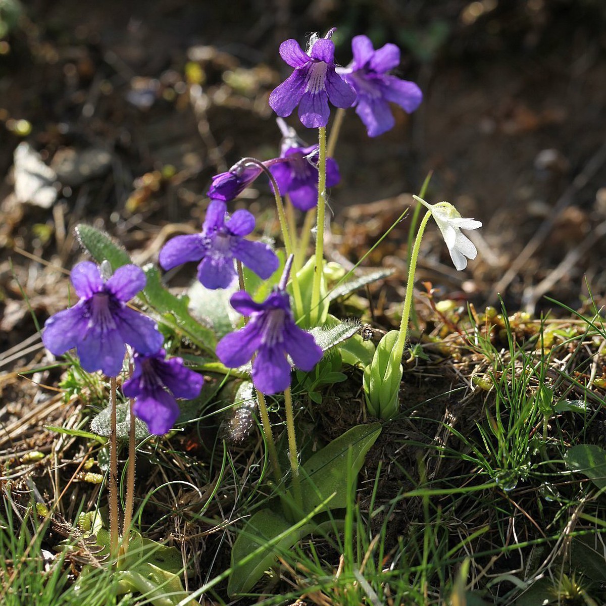 Heirloom Non-GMO Blue Butterwort Flower Seeds for Garden Planting Carnivorous Blooms Variety