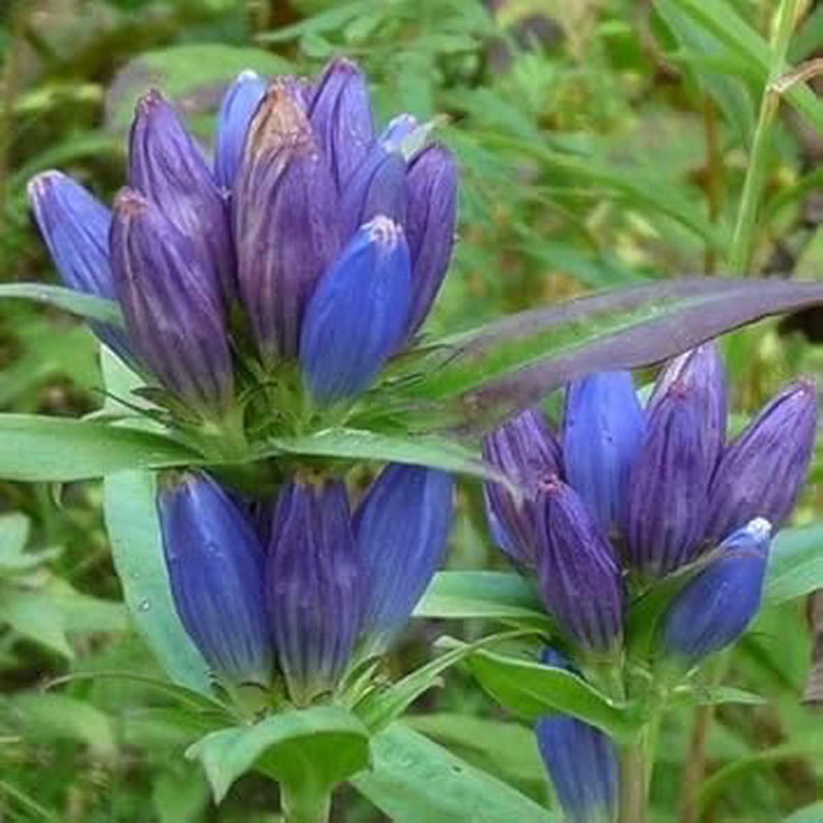 Heirloom Non-GMO Blue Gentiana Triflora Flower Seeds for Planting High Germination Organic Garden Alpine Blooms
