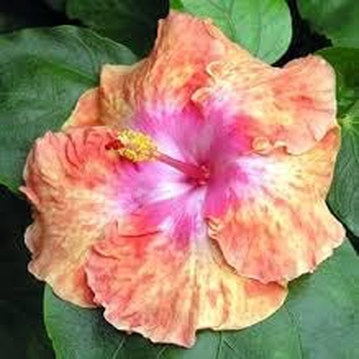 Heirloom Non-GMO Exotic Color Hibiscus Flower Seeds for Planting