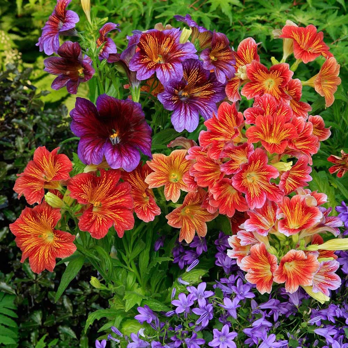 Heirloom Non-GMO Mixed Salpiglossis Flower Seeds for Garden Planting Colorful Velvet-Like Blooms
