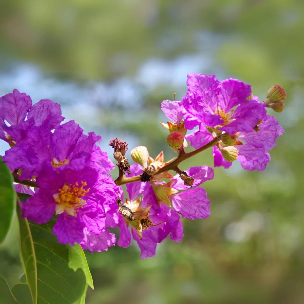 Lagerstroemia Flower Seeds for Heirloom Lagerstroemia Flower Seeds, Non-GMO Crape Myrtle Blooms for Colorful Garden and Landscape Planting, Heirloom, Non-GMO,