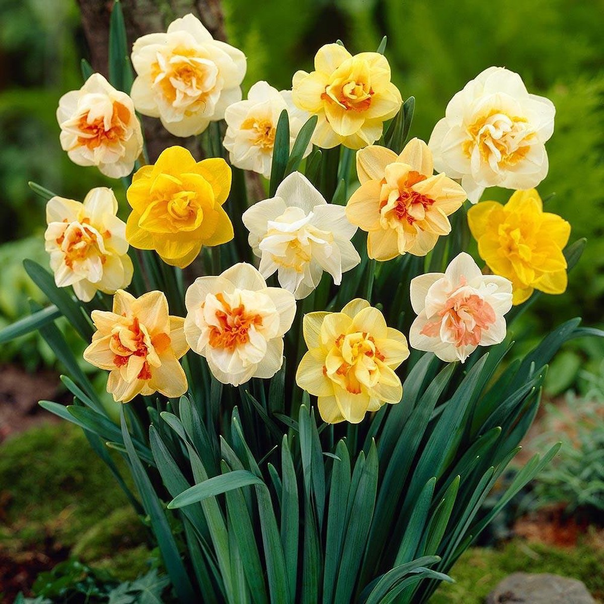 Mixed Daffodil Narcissus Flower Seeds for Planting Heirloom, Non-GMO, Vibrant Blooms