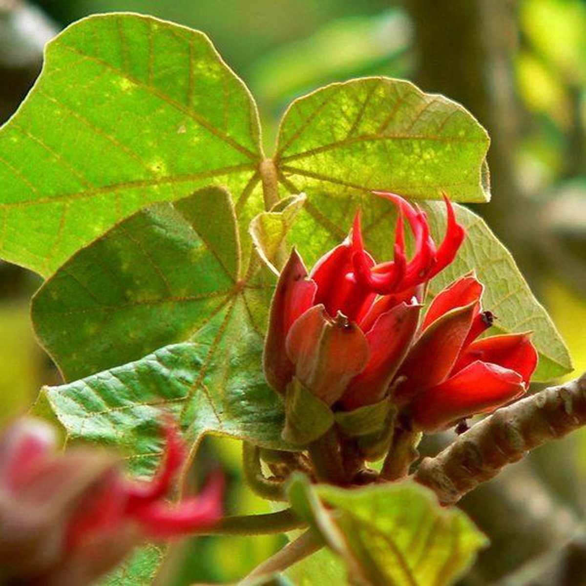 Orange Chiranthodendron Plant Seeds Heirloom Non-GMO Hand Tree Seeds for Exotic Garden
