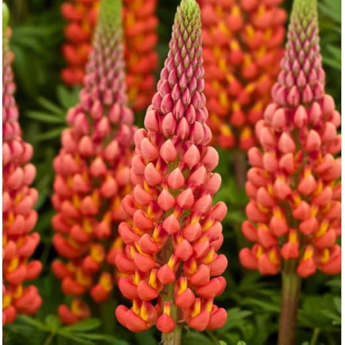 Orange Lupine Flower Seeds for Tall Spikes and Pollinator Garden Planting - Heirloom & Non-GMO Garden Seeds