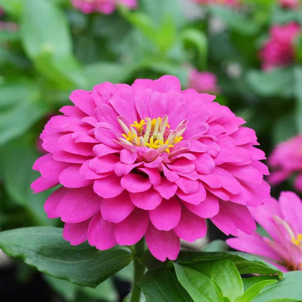Pink Zinnia Flower Seeds for Planting Vibrant Blooms for Your Garden, Non-GMO Seeds