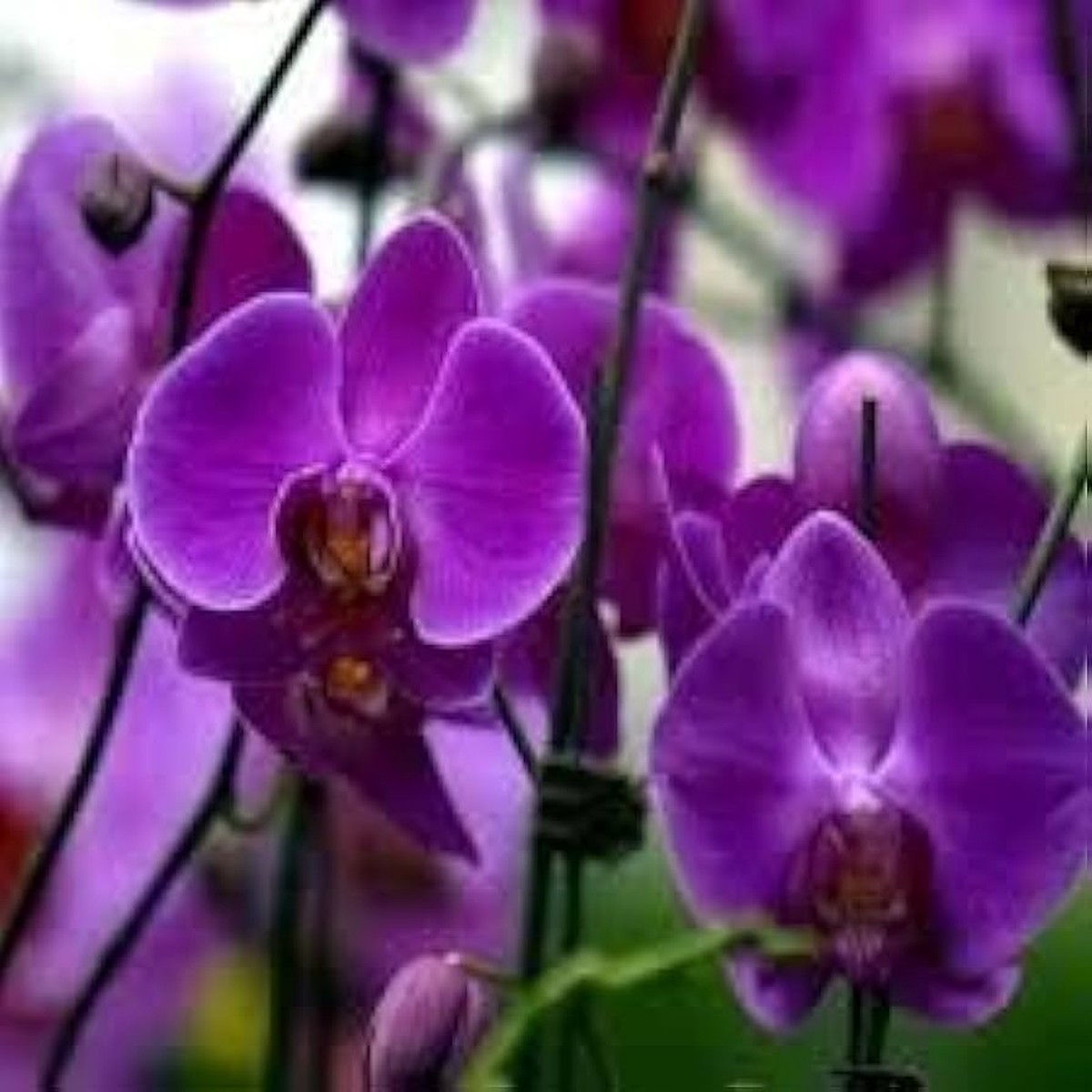 Purple Butterfly Orchid flower seeds exotic heirloom, non-GMO seeds for planting