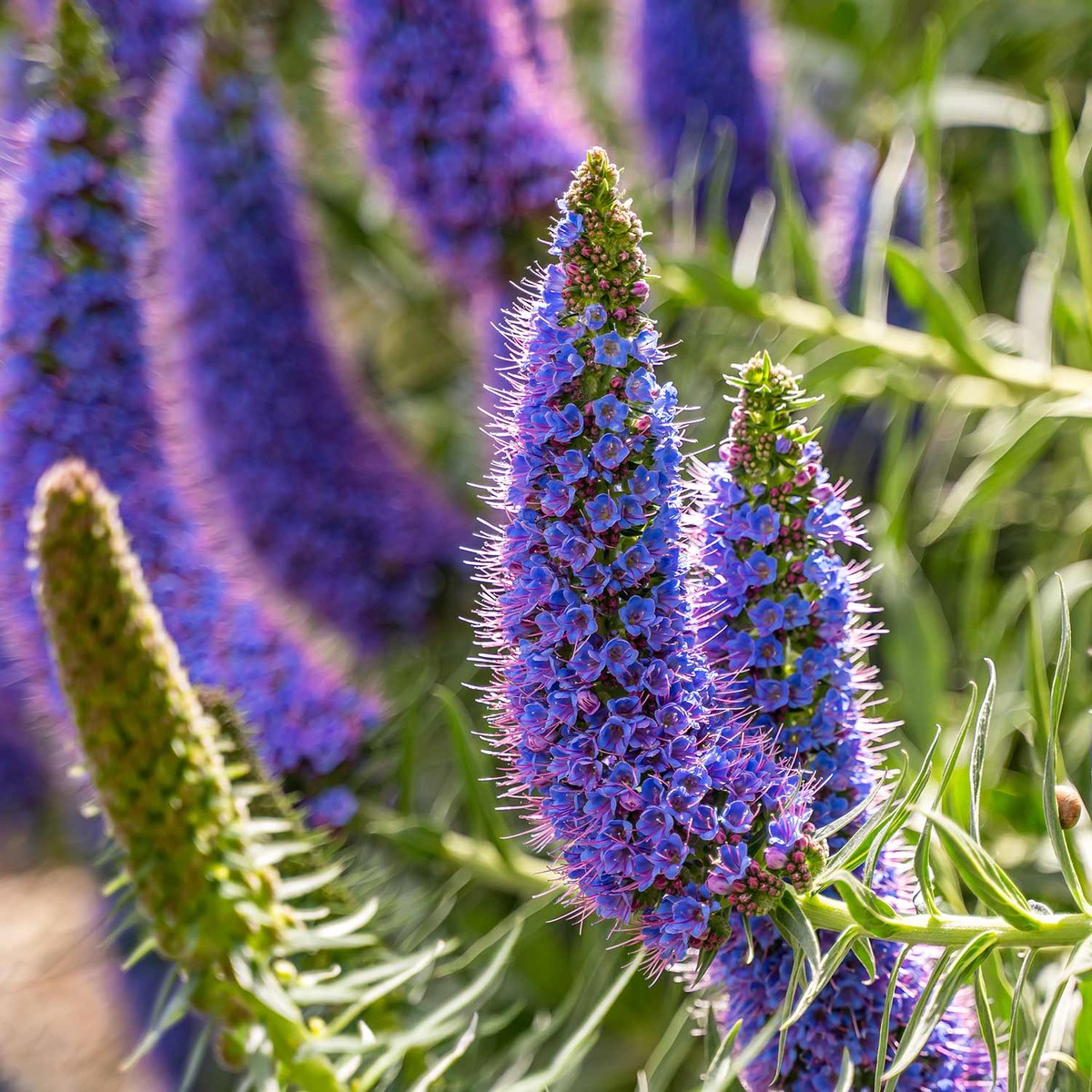 Purple Madeira Flower Seeds Heirloom Non-GMO Ornamental Seeds for Vibrant Garden Color