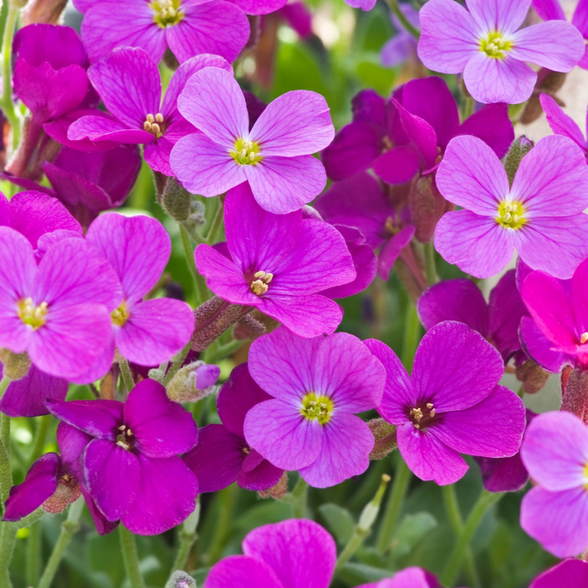 Aubretia Lila Flower Seeds Heirloom, Non-GMO, Colorful Ground Cover Blooms for Garden Planting