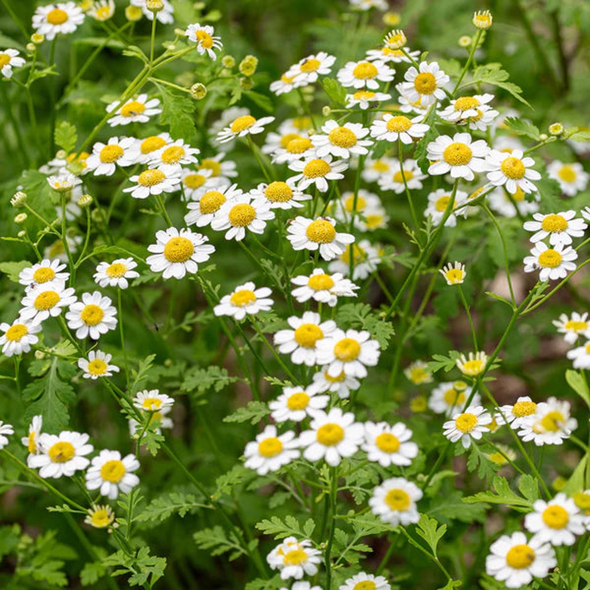 Feverfew Flower Seeds Heirloom Non-GMO Medicinal Herb Seeds for Pollinator-Friendly Gardens