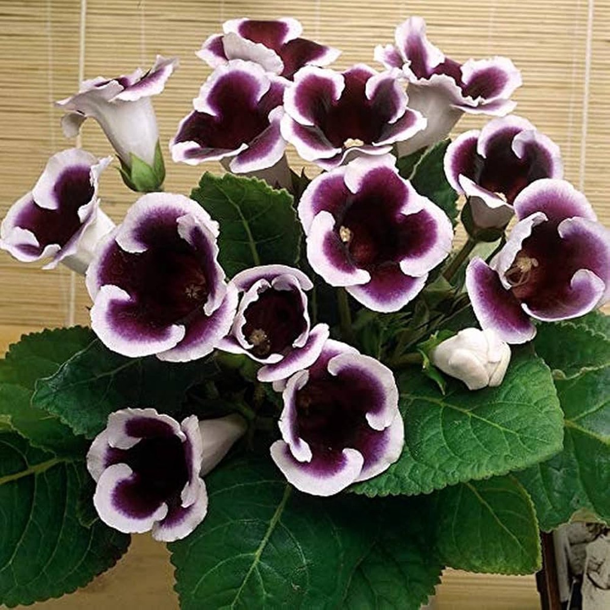 Gloxinia Flower Seeds, Heirloom, Non-GMO Vibrant Indoor Blooms for Planting