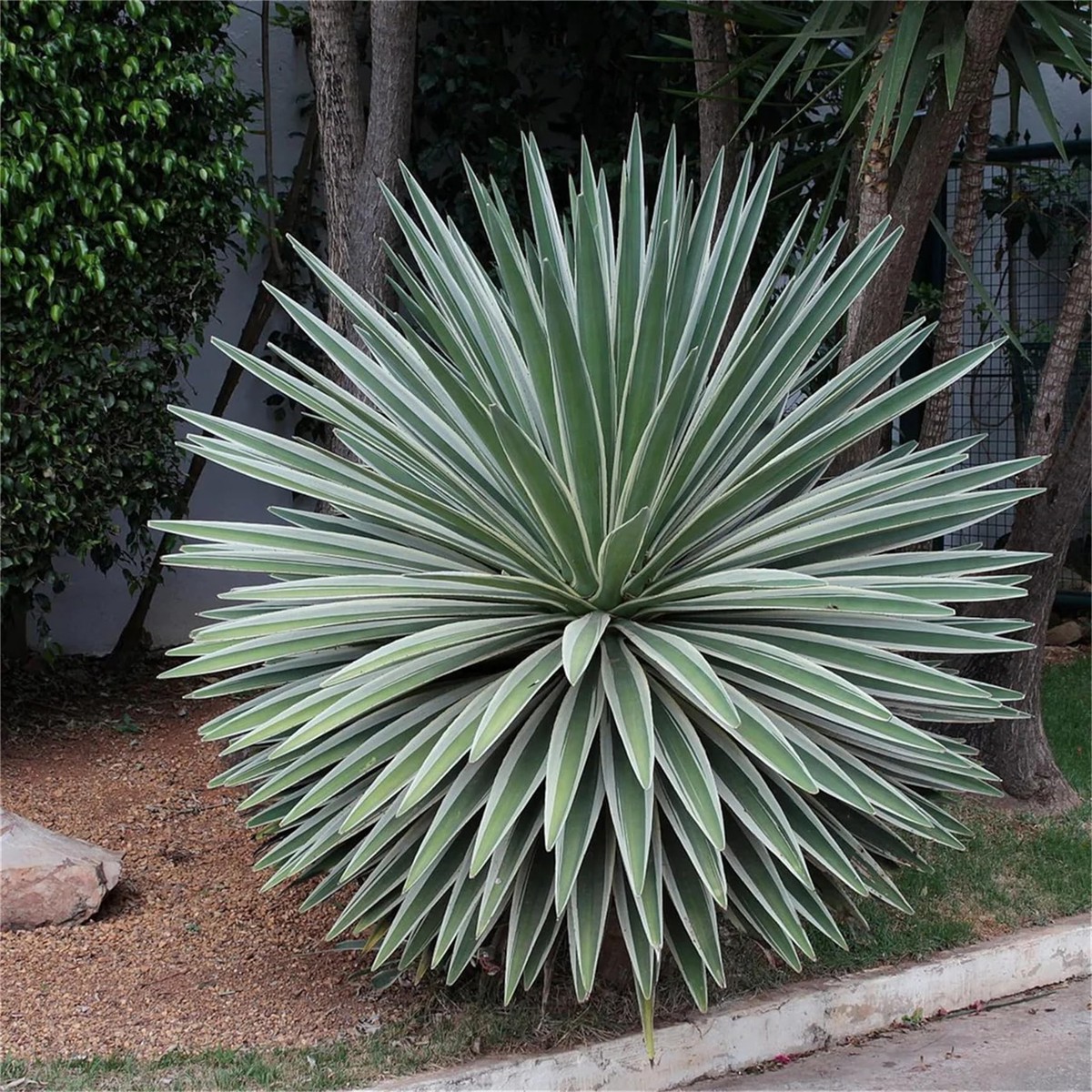 Green Agave Angustifolia Plant Seeds Heirloom Non-GMO Succulent Seeds for Drought-Tolerant Gardens