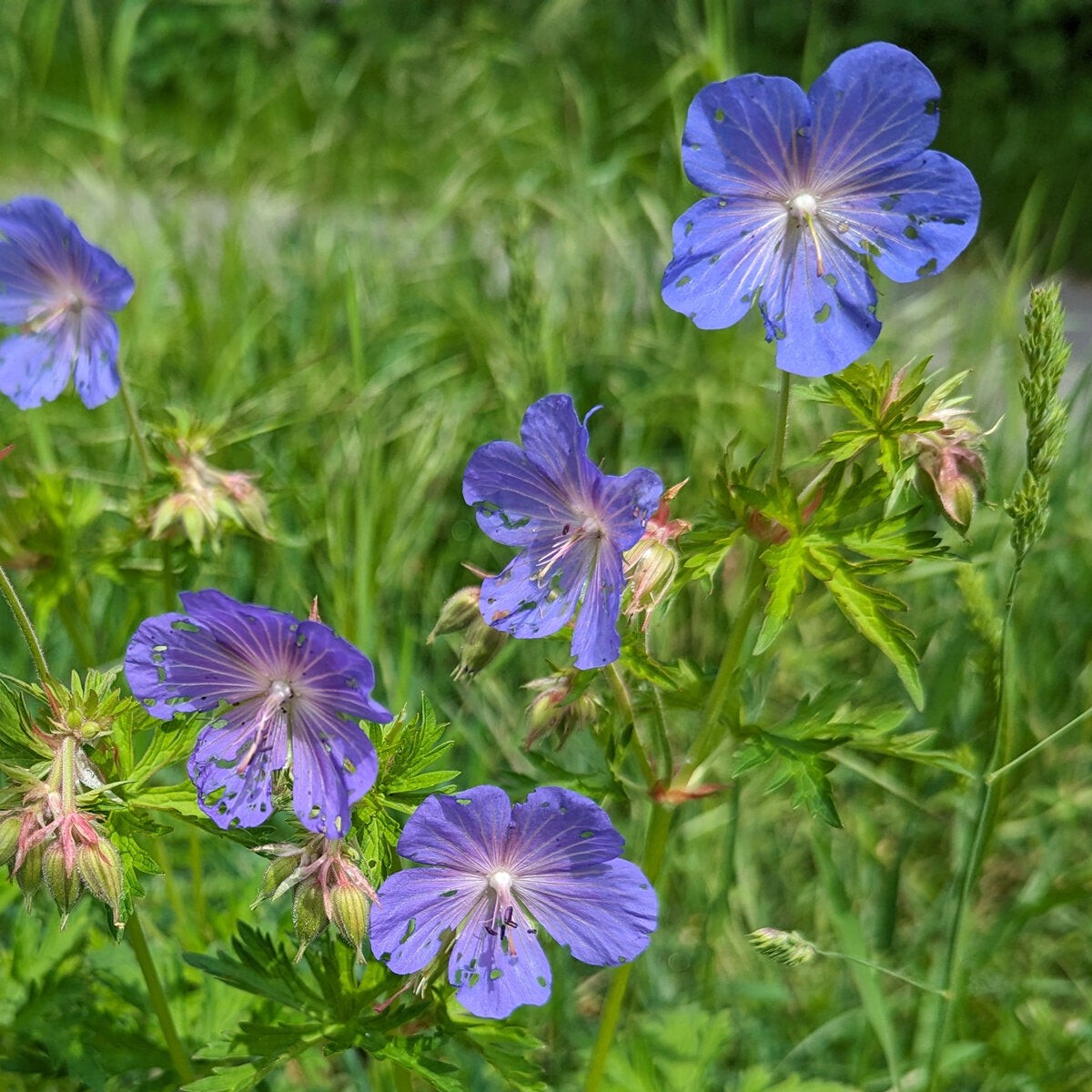 Heirloom Non-GMO Geranium Pratense Flower Seeds for Planting Classic Garden Blooms