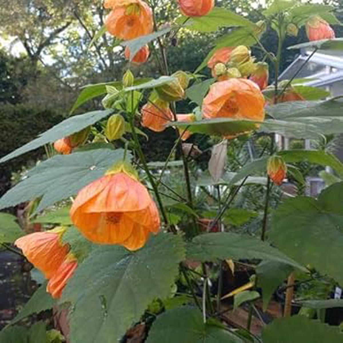 Heirloom Non-GMO Light Orange Abutilon Flower Seeds for Tropical and Decorative Garden Planting