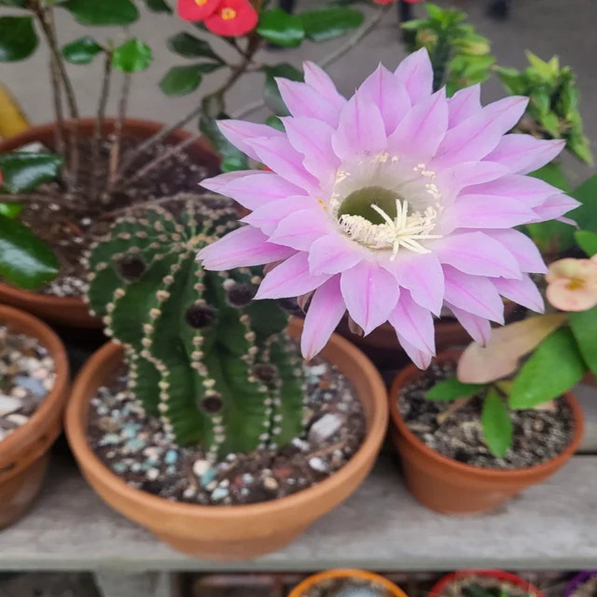Heirloom Non-GMO Pink Echinopsis Tubiflora Flower Seeds for Garden Planting Rare Cactus Blooms