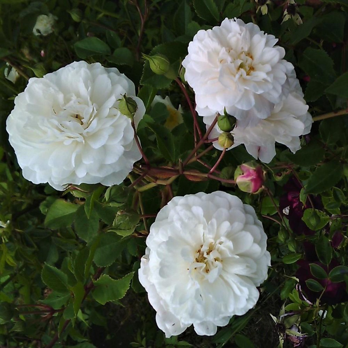 Heirloom Non-GMO Polyantha Rose Flower Seeds for Garden Planting Elegant Blooms
