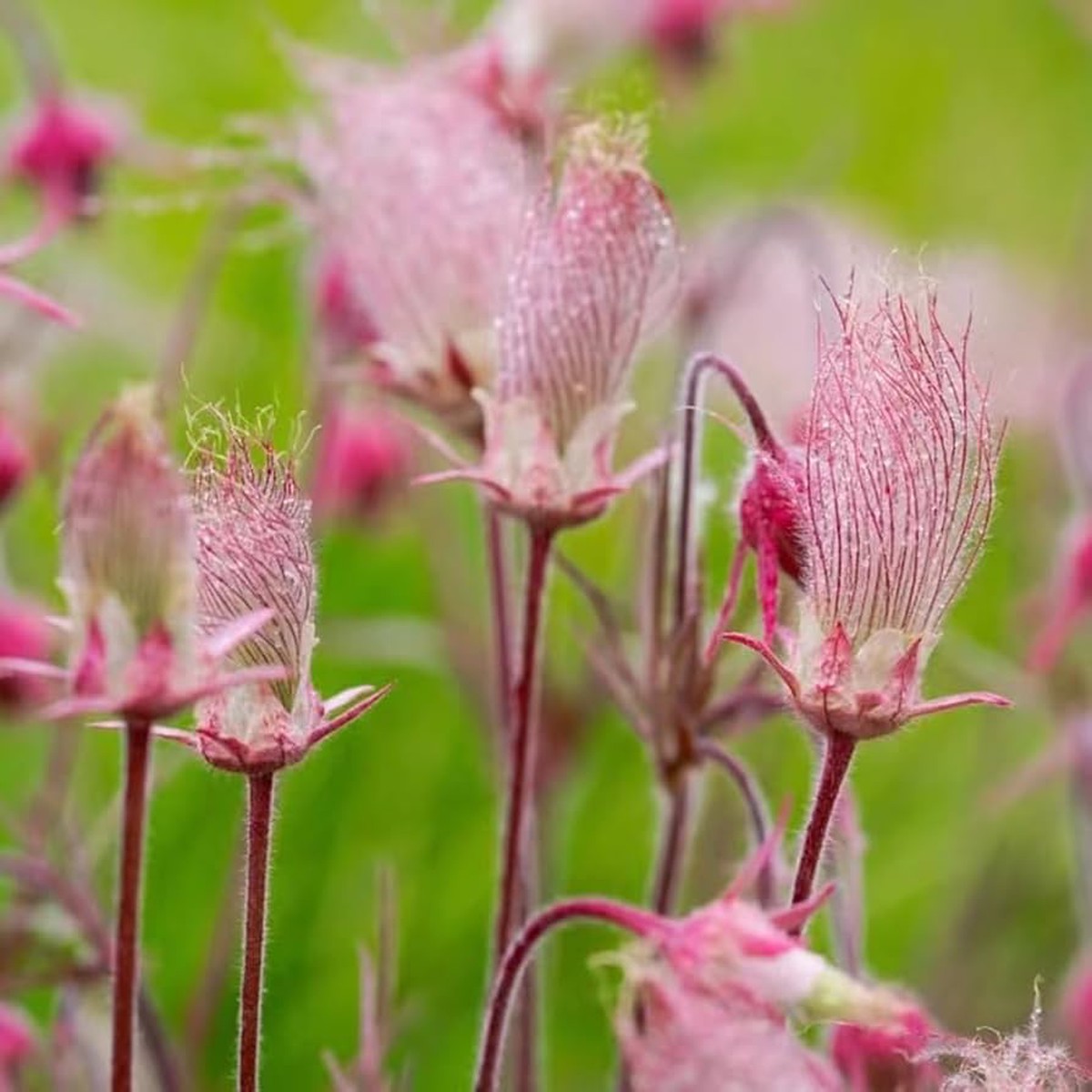 Heirloom Non-GMO Smoke Flower Seeds for Garden Planting Unique Ornamental Blooms Variety
