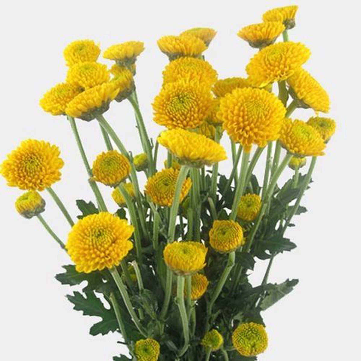 Heirloom Non-GMO Yellow Button Flower Seeds for Garden Planting Bright Compact Blooms Variety