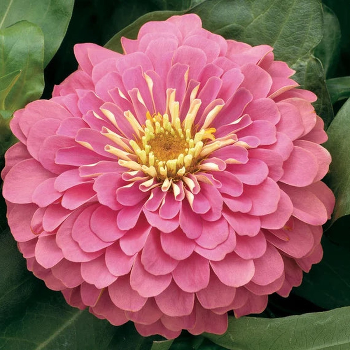 Heirloom Pastel Mix Zinnia Flower Seeds for Planting Bright, Vibrant Blooms for Your Garden
