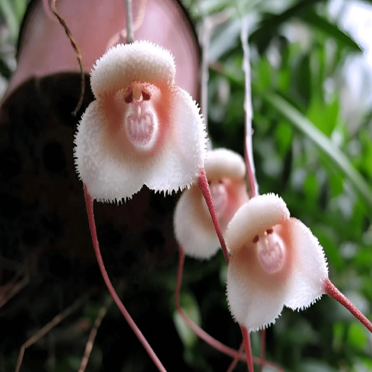 Heirloom Peach Monkey Face Orchid Seeds Non-GMO, High Germination Unique Orchid Seeds for Home Garden Planting