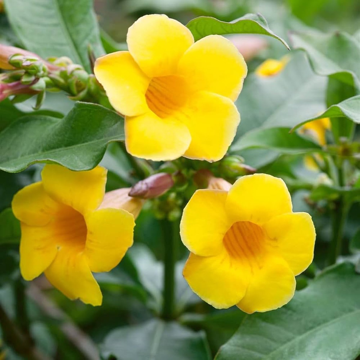 Heirloom Pentalinon Luteum Flower Seeds, Non-GMO Yellow Allamanda Blooms for Tropical Garden Planting